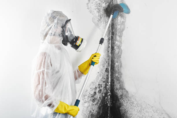Best Asbestos and Lead Testing During Mold Inspection  in Chimayo, NM