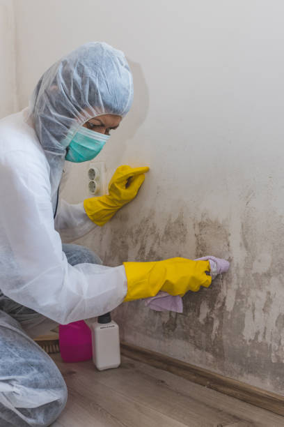 Best Emergency Mold Remediation  in Chimayo, NM
