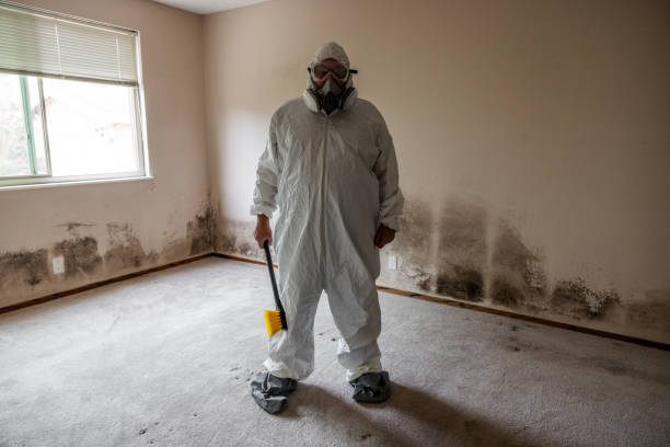Best Basement Mold Removal  in Chimayo, NM